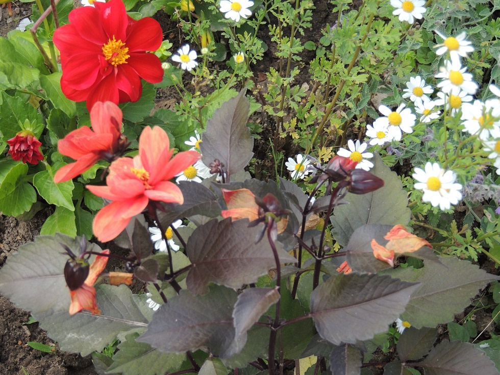 Blütenpracht im Schaugarten